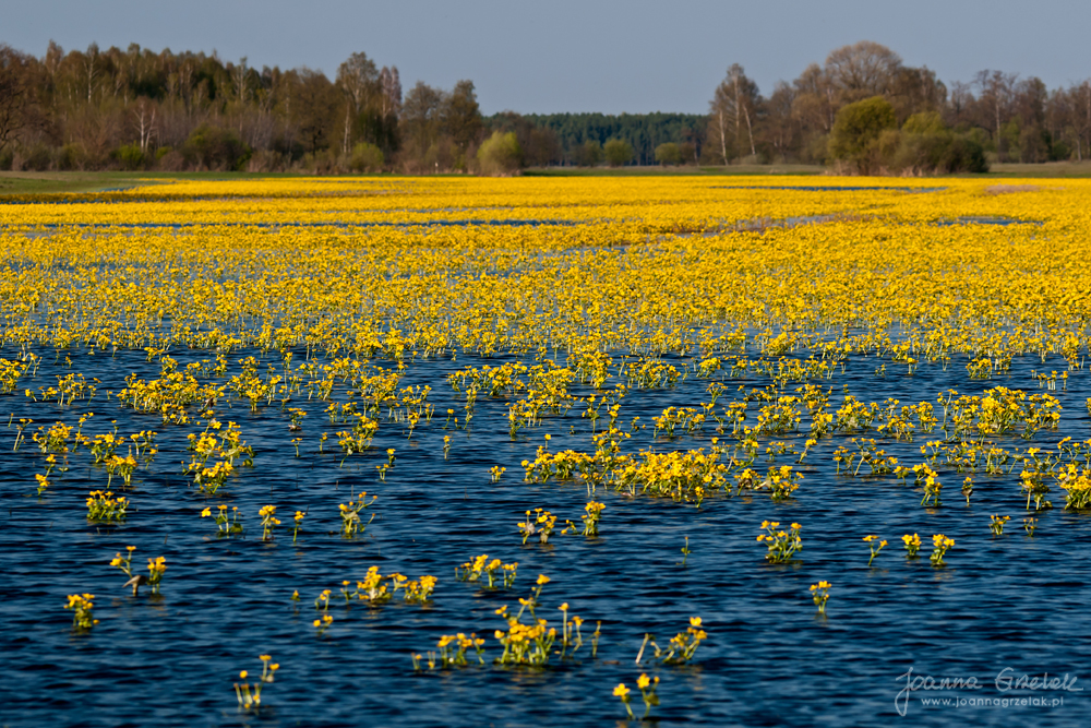 040_Biebrza - kwiecien 2010.jpg